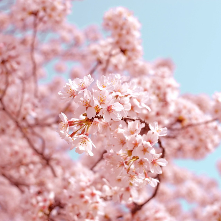 桜